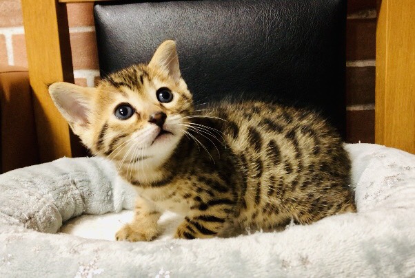 猫の写真