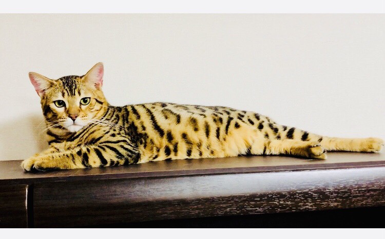 猫の写真