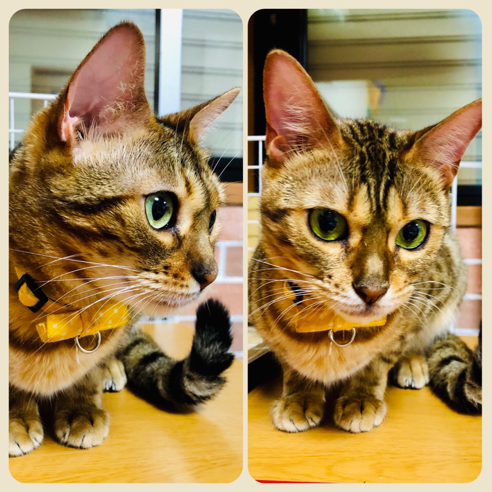 猫の写真